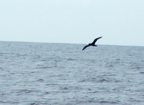 Pterodroma arminjoniana