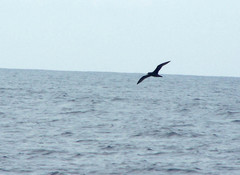 Pterodroma arminjoniana