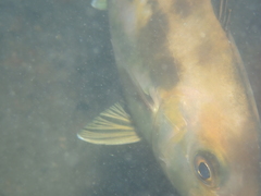 Seriola hippos