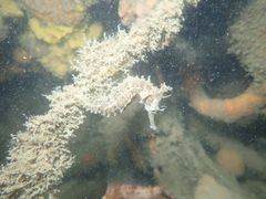Hippocampus subelongatus