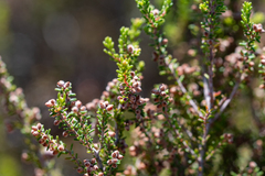 Erica puberuliflora