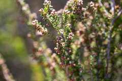 Erica puberuliflora