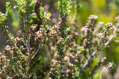 Erica puberuliflora