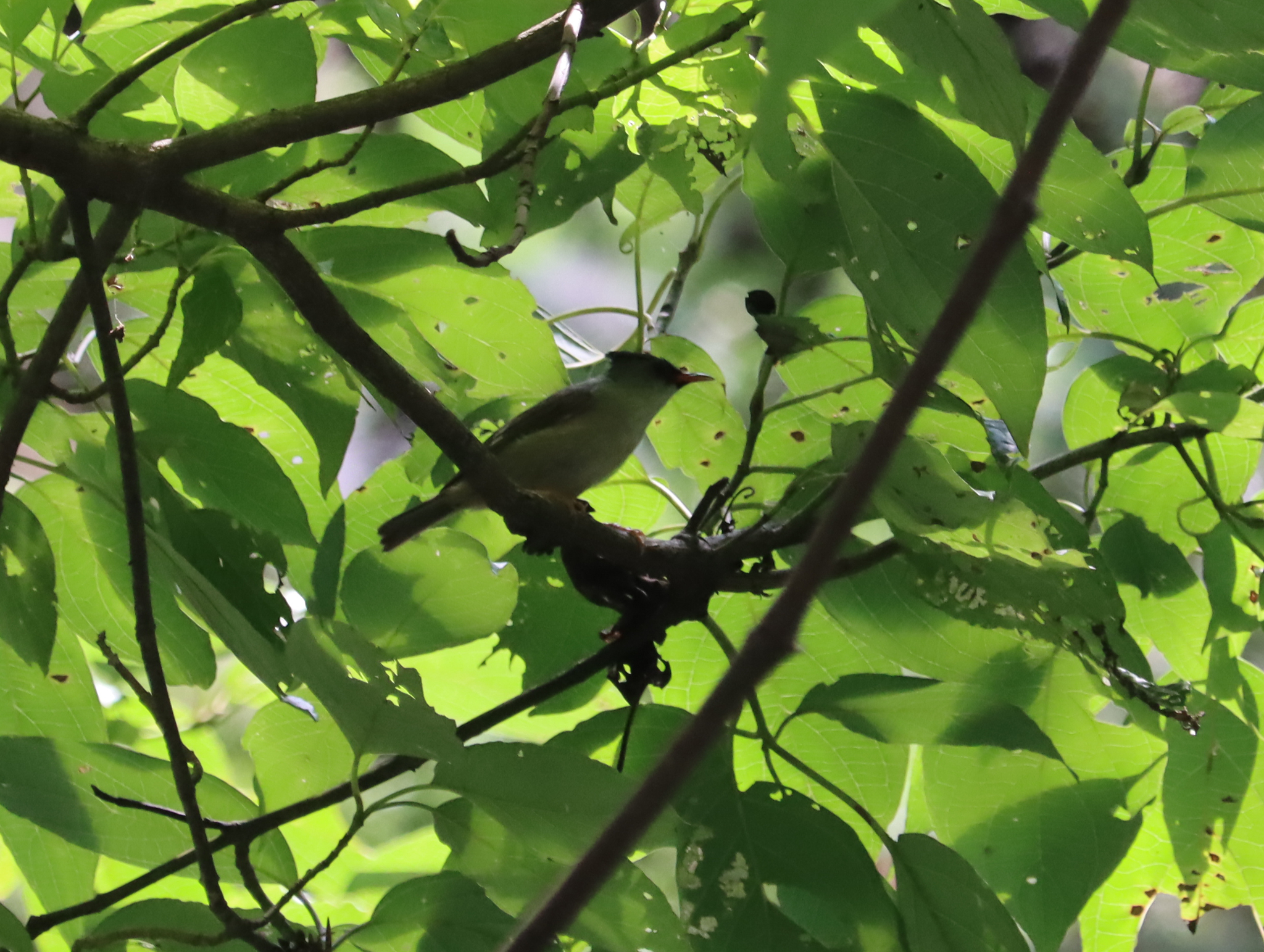 Black-chinned Yuhina
