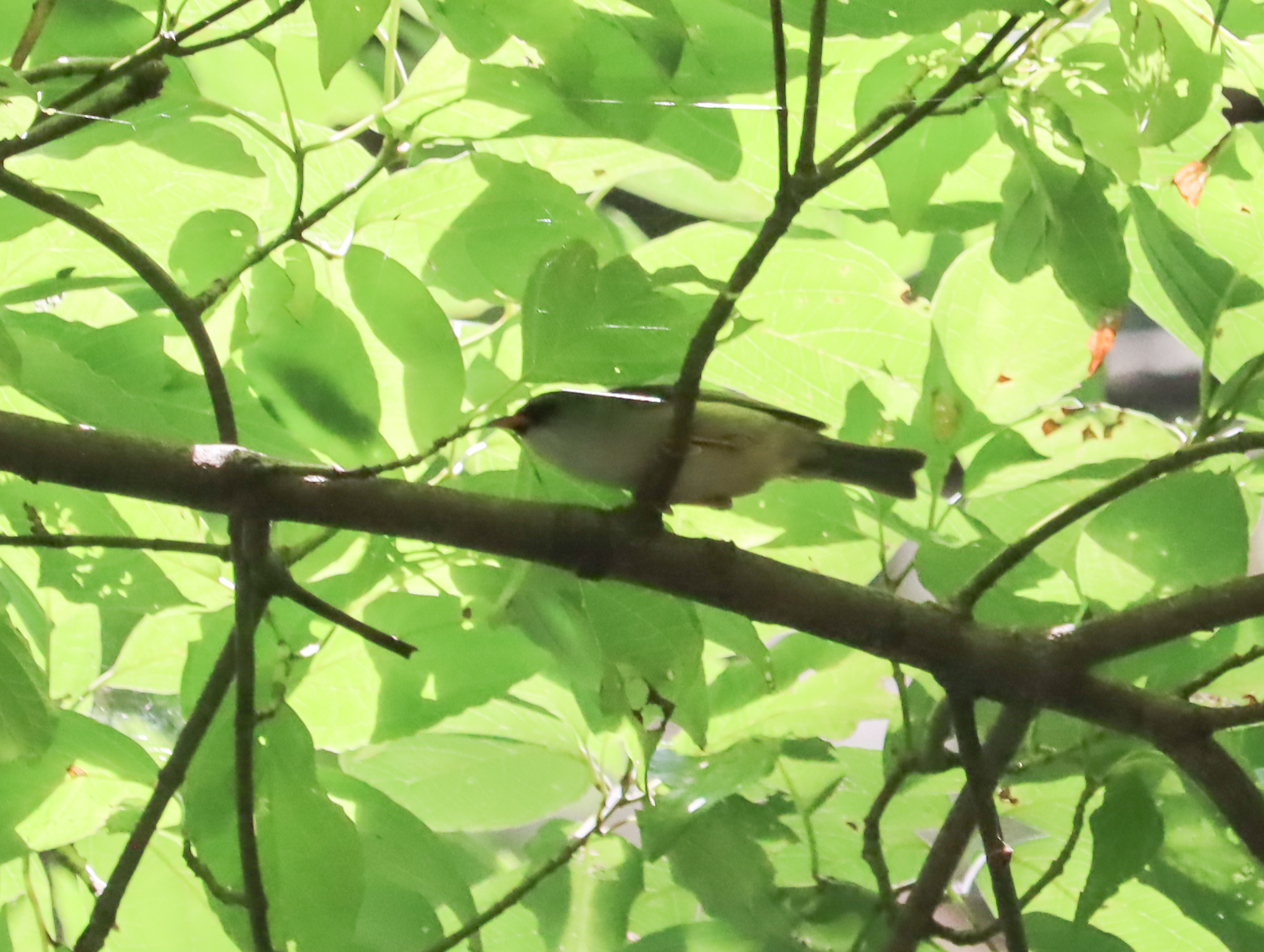 Black-chinned Yuhina