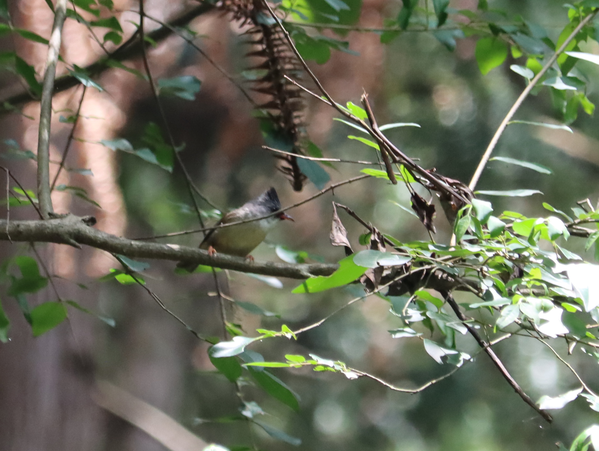 Black-chinned Yuhina