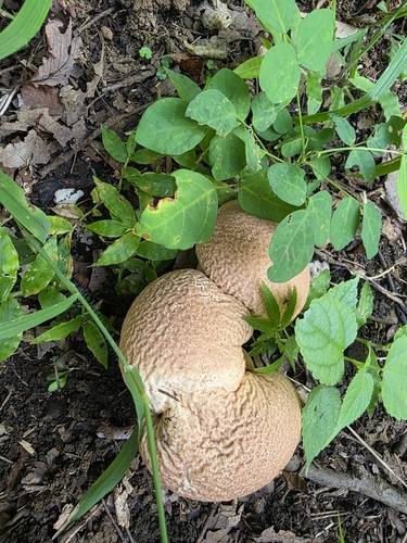 Calvatia craniiformis