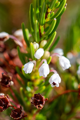 Erica rubiginosa