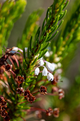 Erica rubiginosa