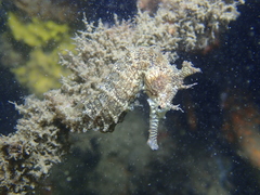 Hippocampus subelongatus