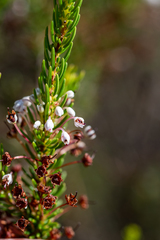 Erica rubiginosa