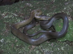 Senticolis triaspis intermedia