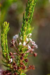 Erica rubiginosa