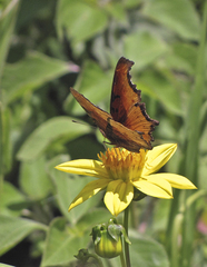 Polygonia haroldii