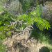 Acacia dolichocephala