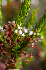 Erica rubiginosa