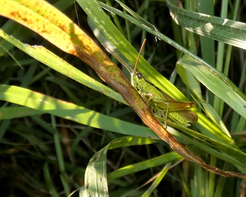 Leek Grasshopper, Jennersdorf, Österreich, photo 9 of 10