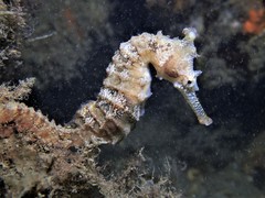 Hippocampus subelongatus
