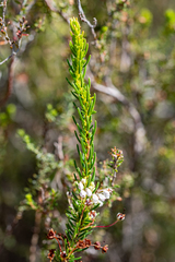 Erica rubiginosa