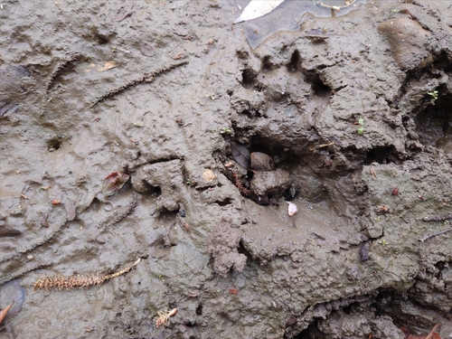 Eurasian Otter