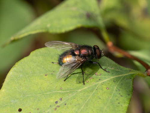 Unknown species found near Oak Bay, BC, Canada