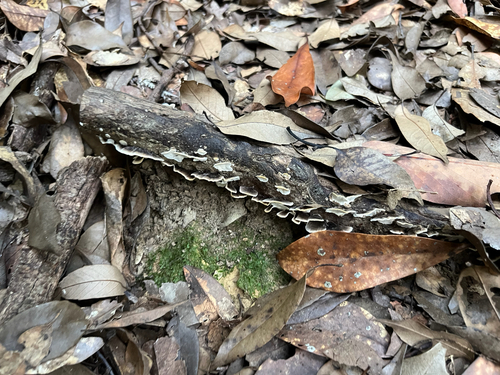 Trametes versicolor