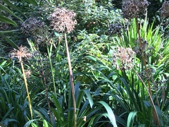 Agapanthus praecox