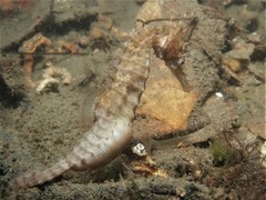 Hippocampus subelongatus