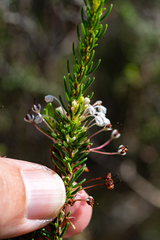 Erica rubiginosa
