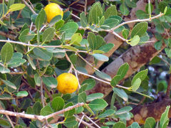 Elaeodendron zeyheri
