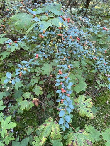 Cotoneaster divaricatus