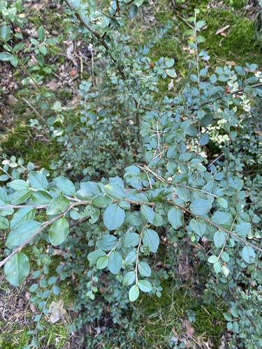 Cotoneaster divaricatus