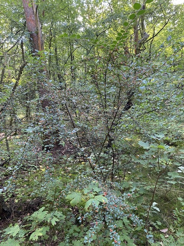 Cotoneaster divaricatus