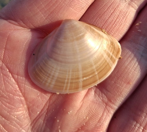 Mactra stultorum