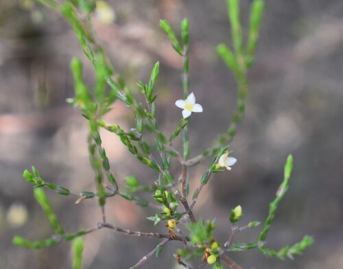 Teeny Stripper (Lachnaea axillaris)
