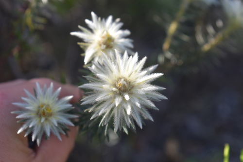 Featherhead Hardleaf (Phylica pubescens)