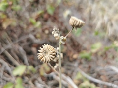 Abutilon indicum