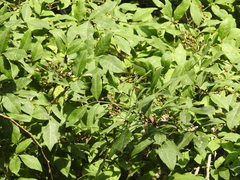 Zanthoxylum arborescens
