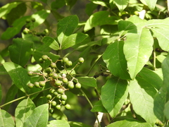 Zanthoxylum arborescens