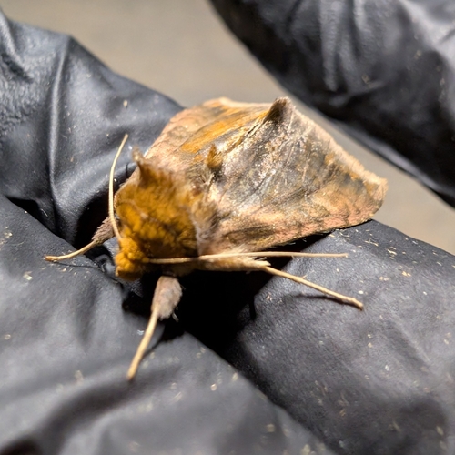 Unspotted Looper Moth photo 5