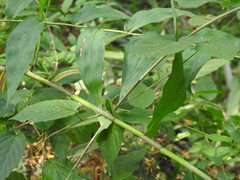 Lagascea