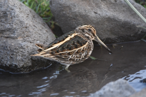 Jack Snipe