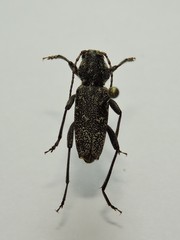Xylotrechus rusticus