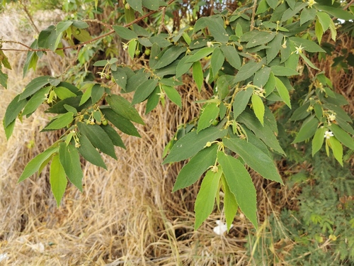 Muntingiaceae image