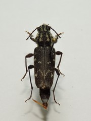 Xylotrechus rusticus