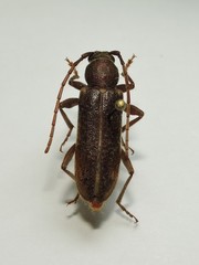 Trichoferus campestris