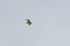Gallinago