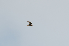 Gallinago