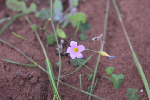 Oxalis caprina (Oxalis caprina)