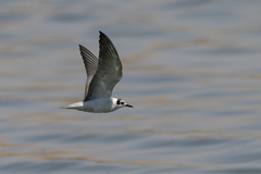 Chlidonias leucopterus